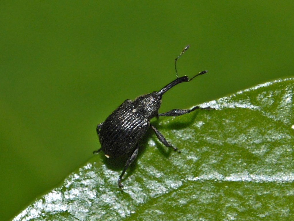 Un Curculionide piccolo piccolo: Anthonomus rubi